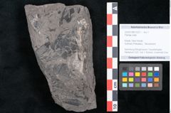 Foto (Objekt + Etikett) von Plantae indet.  (NHMW-GEO-2024-0188-10227)